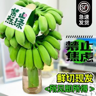极速禁止焦虑水培香蕉绿植办公室内桌面蕉绿植物R可食用芭蕉树水