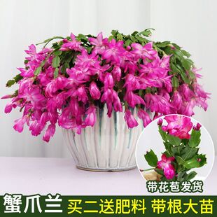 极速嫁接蟹爪兰花苗蟹爪莲带花卉多色盆栽绿植物室T内花四季好养