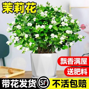 极速茉莉b花盆栽重瓣带花苞四季开花浓香老桩水培栀子花苗室内绿