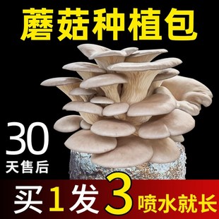 极速蘑菇种植包家庭自种黑平菇蘑菇菌棒香M菇金针菇菌种包袋装食