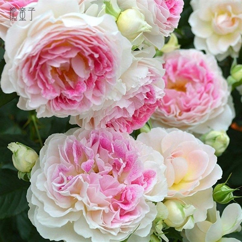 速发假日岛勤苗/根西月季 欧月玫瑰花药盆栽多季芍花盆栽浓香大花