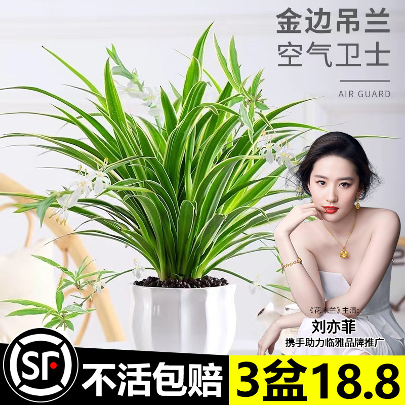 速发金边吊兰盆四花卉植物室内养台栽季常青好花活绿植水养水培垂