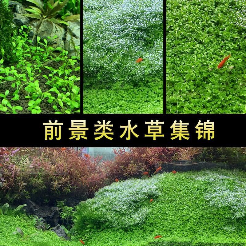 速发前景水草趴爬地迷你矮珍珠缸湖荽牛毛造耳 水族箱鱼天挖景装