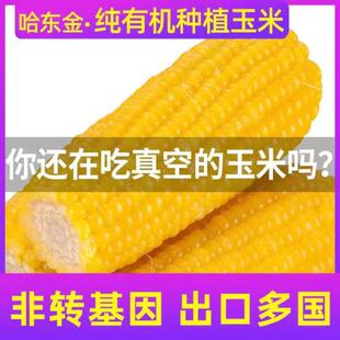 哈东金有机速冻糯玉米棒非转基因新鲜香甜黏粘糯黄黑龙江东北特产