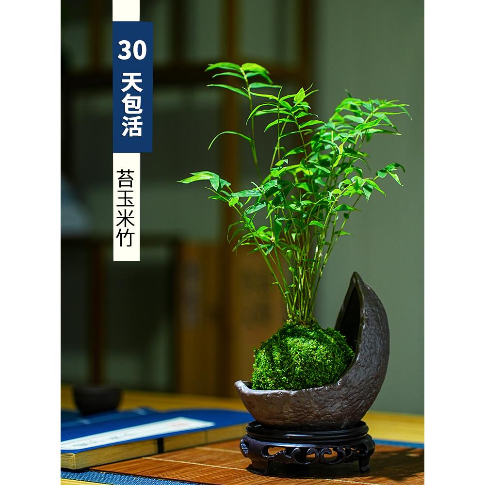 米竹盆栽室内小型凤尾竹迷你盆景好养竹子绿植观叶客厅植物阳台