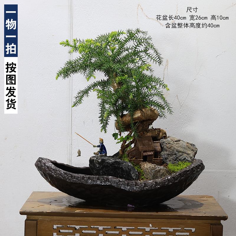 澳洲杉盆景树桩不老松老桩办公室内植物茶几桌面绿植假山流水摆件