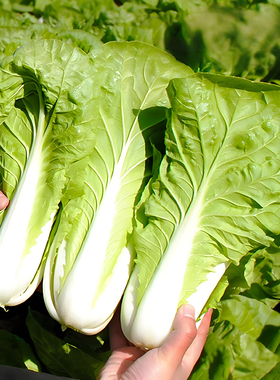 四季奶油快菜种子小白菜种孑菜种籽青菜速生快菜种籽蔬菜籽种大全