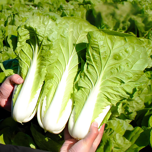 耐热速生快菜种子种籽