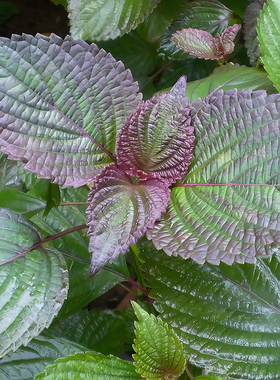 紫苏种子可食用双面红紫苏大叶紫苏种子四季耐热阳台盆栽蔬菜种子
