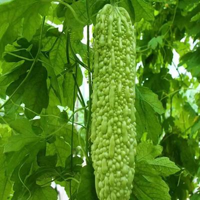 方震苦瓜种子春季易种阳台盆栽