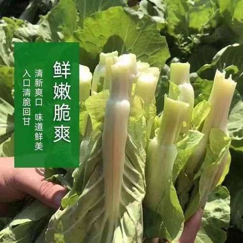 甜脆白菜苔种子甜苔菜心种孑