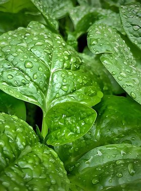 肥厚大叶木耳菜种子蔬菜种籽四季种孑夏季菜苗小青菜阳台盆栽菜种