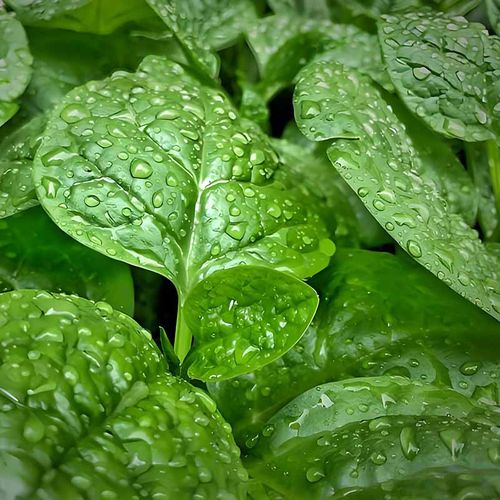 肥厚大叶木耳菜种子蔬菜种籽