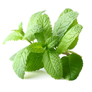 薄荷种籽子可食用驱蚊四季 种植留兰香香水猫薄荷室内阳台盆栽种子