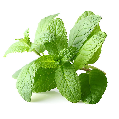 柠檬薄荷驱蚊虫四季庭院阳台盆栽