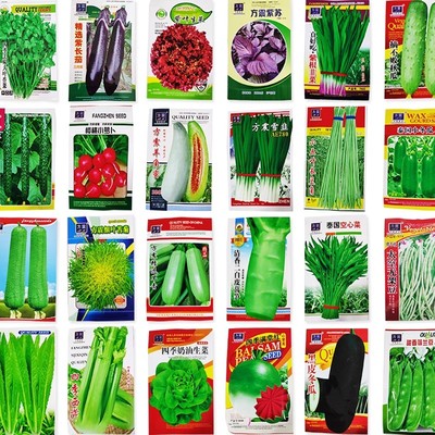 蔬菜种子大叶香菜四季小香葱盆栽