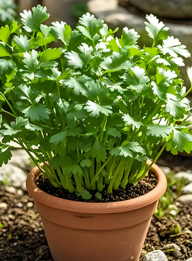 方震四季叶菜香菜种子老品种春秋季阳台大小叶香菜种子耐寒耐热