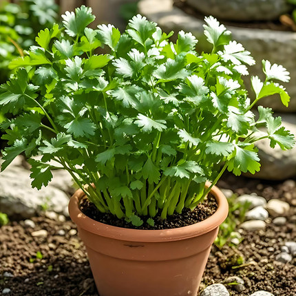 方震四季叶菜香菜种子老品种春秋季阳台大小叶香菜种子耐寒耐热