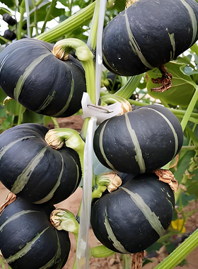 方震贝贝南瓜种子黑色迷你小板栗南瓜种籽甘甜粉糯四季盆栽