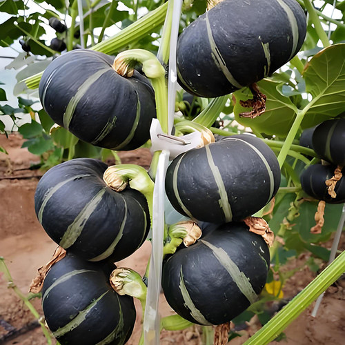 方震贝贝南瓜种子黑色迷你小板栗