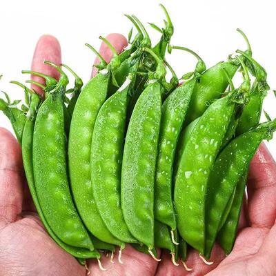 荷兰豆现摘甜豌豆荚农家自种