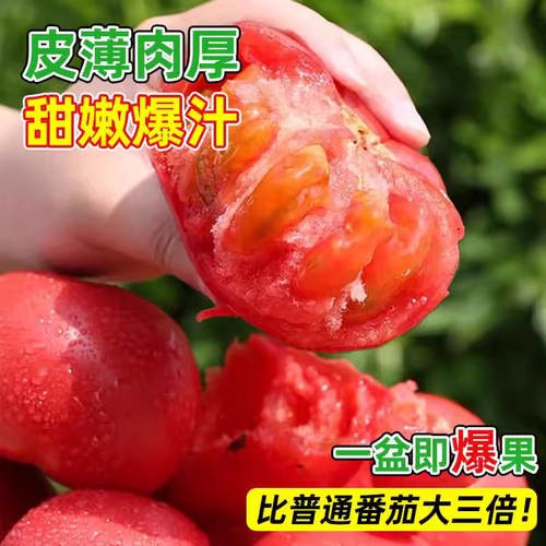 方震种籽四季番茄种子大全