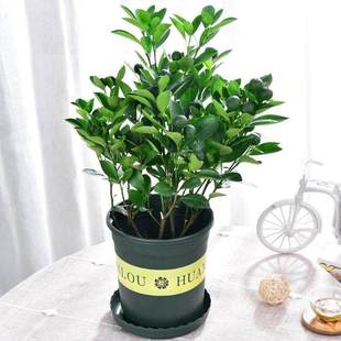 极速带果实的盆栽小果树可食用橘子树室内小金桔T四季桔开花结果