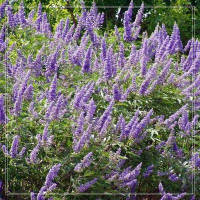 穗花牡荆 花苗当年能开花大型蓝色花序花园木本植物