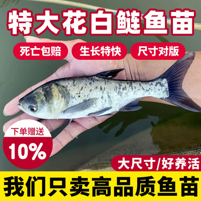 花白鲢鱼苗淡水好养殖食用鲢鳙鱼苗胖头鱼鳊鱼四大家鱼雄鱼大头鱼