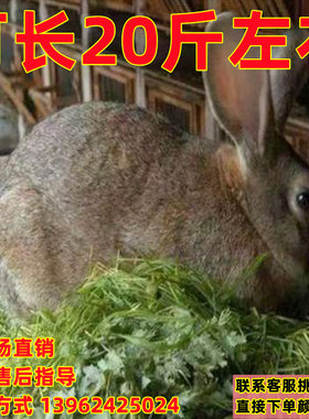 纯种比利时肉兔活物大白兔活体食用肉兔子活苗可繁殖家养月月兔子