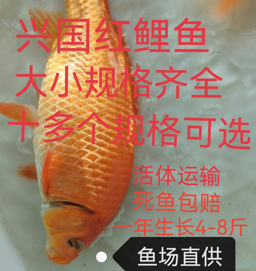 红鲤鱼苗淡水鱼塘养殖食用活体兴国红鲤鱼苗包活免邮生长速度超快