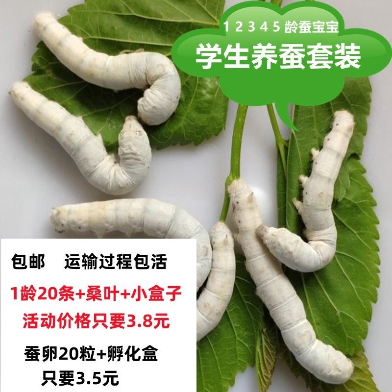 1-5龄蚕宝宝活体学生养蚕套装巨型5龄送新鲜桑叶白色家蚕爬虫宠物,宠物/宠物食品及用品,蚕宝宝,淘宝优惠券,粉丝福利购,淘宝优惠卷