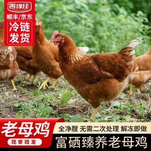 【善缘佳】现杀富硒老母鸡农家土鸡老母鸡滋补养生整只1.2kg/只