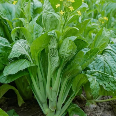 多子多福甜菜心清脆广东菜芯种子