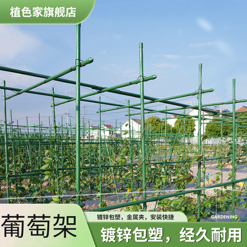 葡萄架户外庭院室外园艺爬藤支架包塑钢管百香果丝瓜种菜爬藤架子