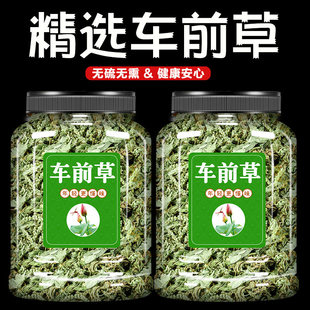 车前草野生中药材泡水喝的功效作用新鲜干货500g克配夏枯草袋泡茶