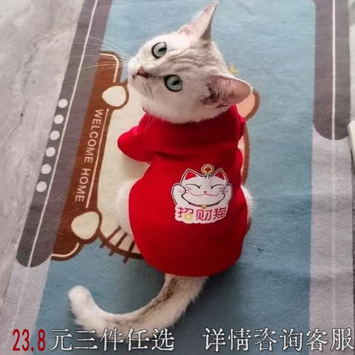 春秋款布偶银渐层小狗狗幼猫卫衣