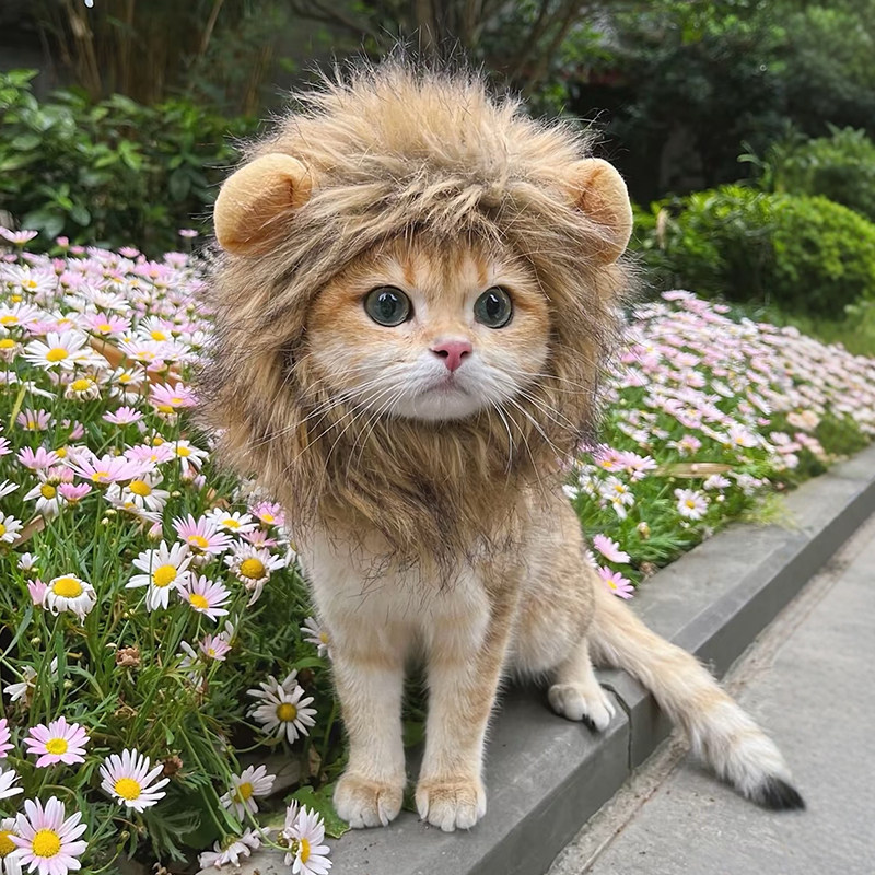 猫咪狮子头饰宠物搞怪头套