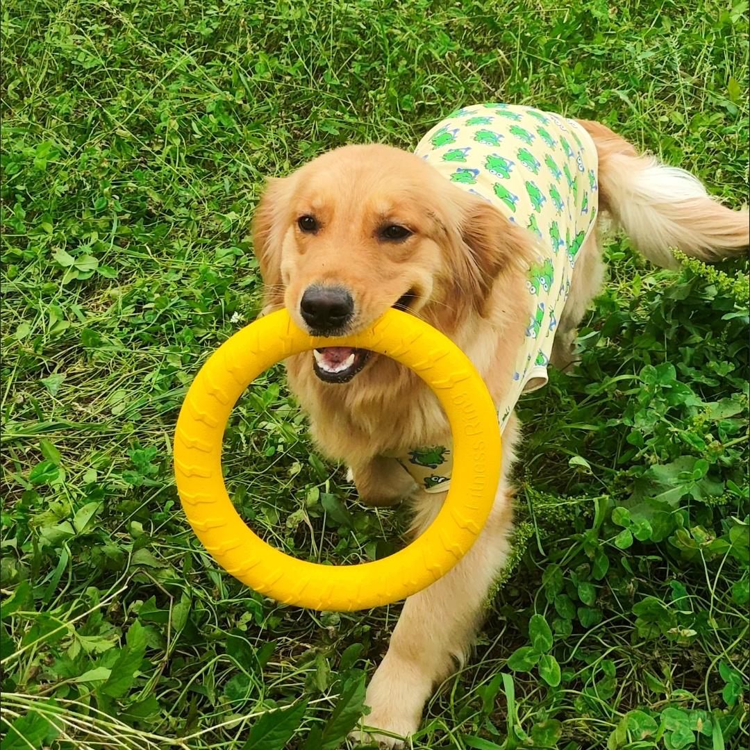 狗狗玩具飞盘耐咬互动训练益智