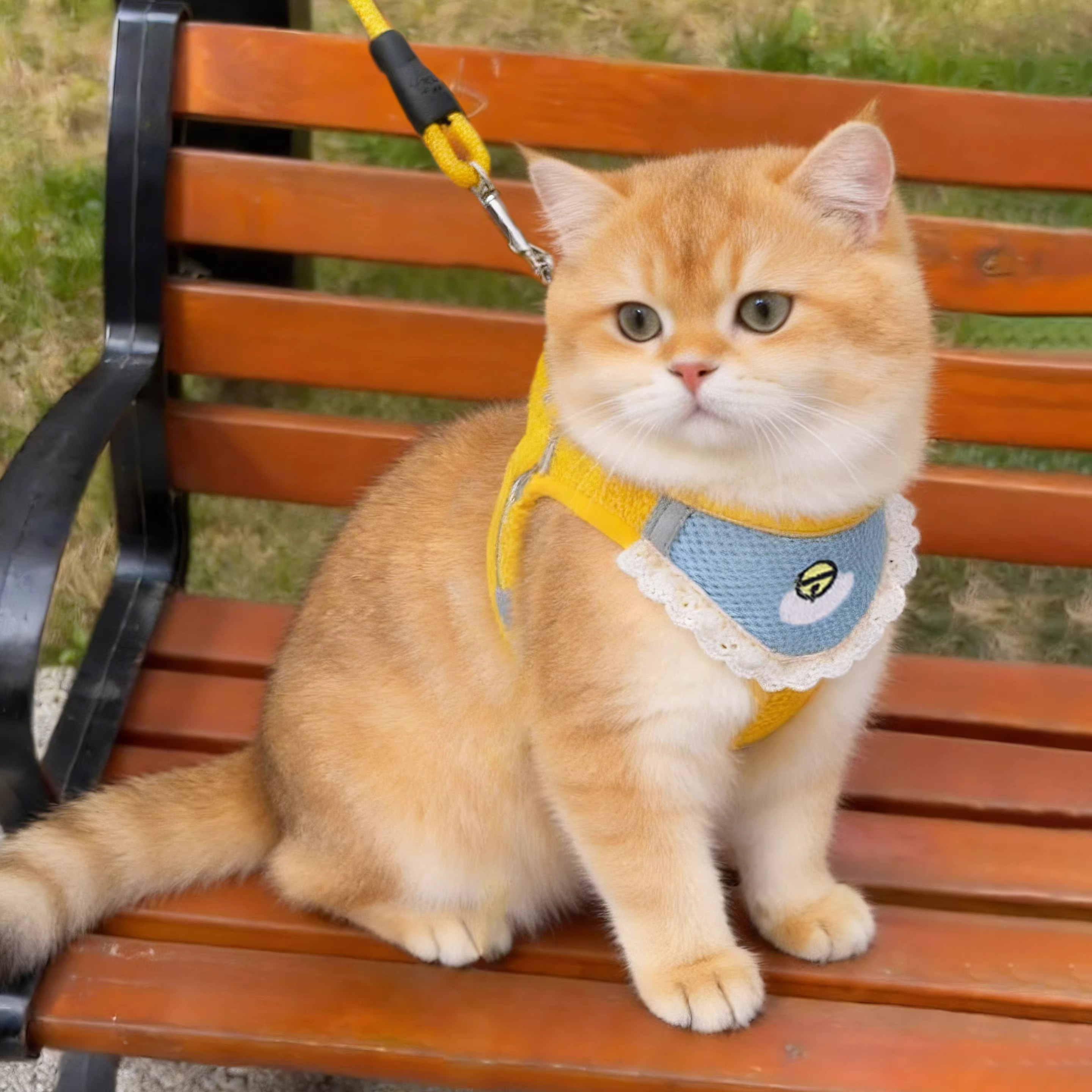 猫咪牵引绳胸背式防勒小狗背带金渐层英短遛猫绳子背心防挣脱狗绳