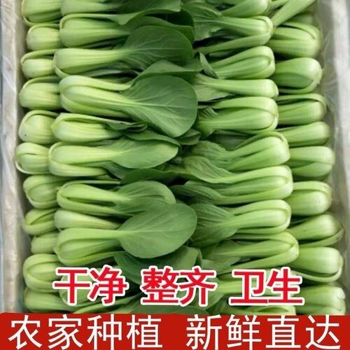 顺丰冷链自家种植上海青