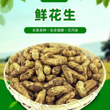 2025新鲜湿花生现挖带泥鲜花生红皮生花生带壳小花生粉皮水煮花生