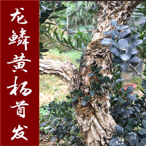 黄杨盆景 龙鳞黑珍珠黄杨苗 小叶皱皮雀舌黄杨树老桩