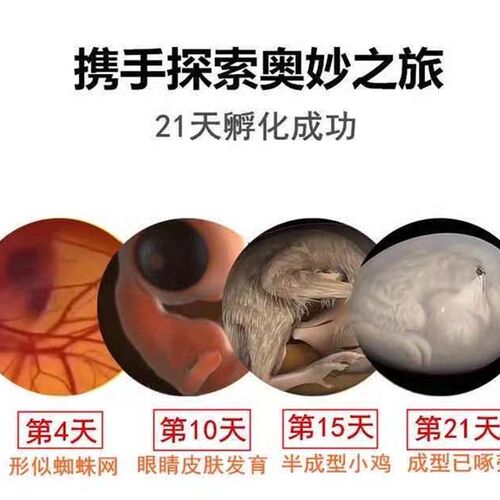 新品水床孵蛋器孵化机孵化器小型家用F型自动智能芦丁鸡鸭鹅鹦鹉