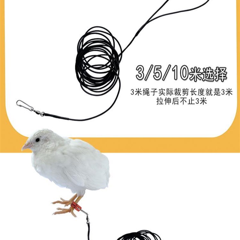 极速芦丁鸡遛鸡神器鹌鹑外出防飞鸽子绑绳弹力牵引绳W遛鸡绳宠物