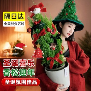 极速2025新款圣诞树香松盆栽桌面绿植香K冠柏宝塔松放轻松摆件装