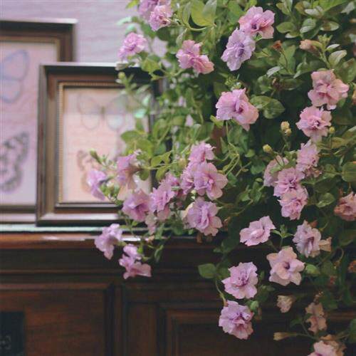 极速重瓣矮牵牛盆栽带花垂吊花卉盆E栽多品种冰淡紫矮牵牛四季开