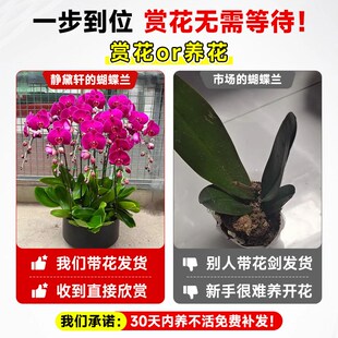 极速蝴蝶兰盆栽带花苞双剑兰花苗特大号名贵M室内年宵花卉绿植物
