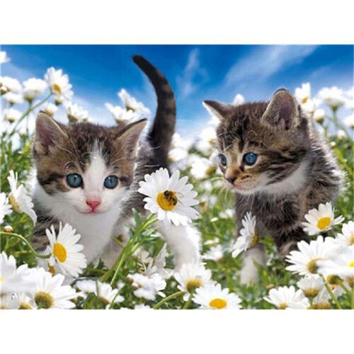 新品DIY 5D Full Square Diamonzd Painting Kit Lovely Cat Anim