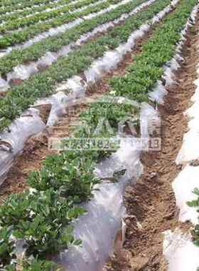 新品新品薄膜银灰地膜双色地膜黑白色地膜除草地膜反WU光地膜工程